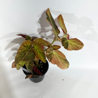 Begonia ‘Withlacoochee’ (Variegated) [#1877]