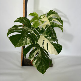 Z-4551 - Monstera deliciosa var. borsigiana albo-variegata