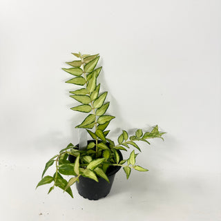 Hoya bella 'Luis Bois' [#1903]