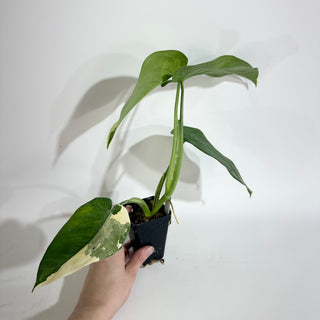 Syngonium chiapense variegated [#2009]