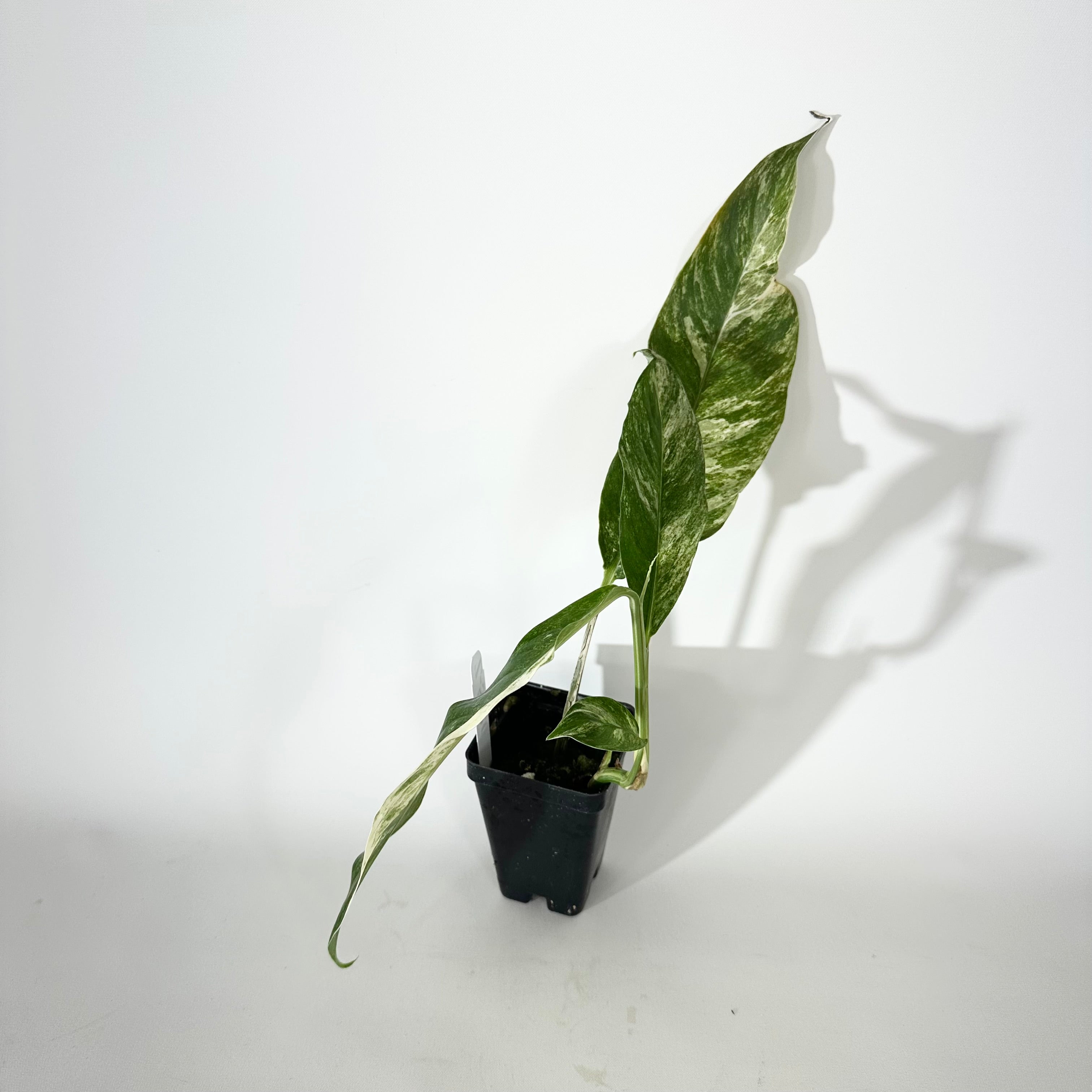 Z-5120 - Rhaphidophora megasperma variegata – Steve's Leaves