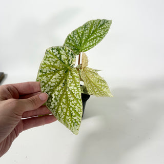 Begonia 'Snow Capped' (Variegated) [#2061]