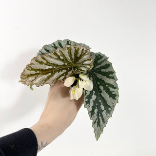 Begonia 'Silver Beauty' [#2151]