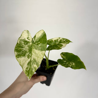 Alocasia odora 'Okinawa Silver' [#1199]