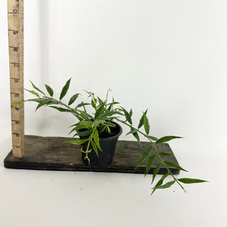 Hoya paxtonii [#2229]