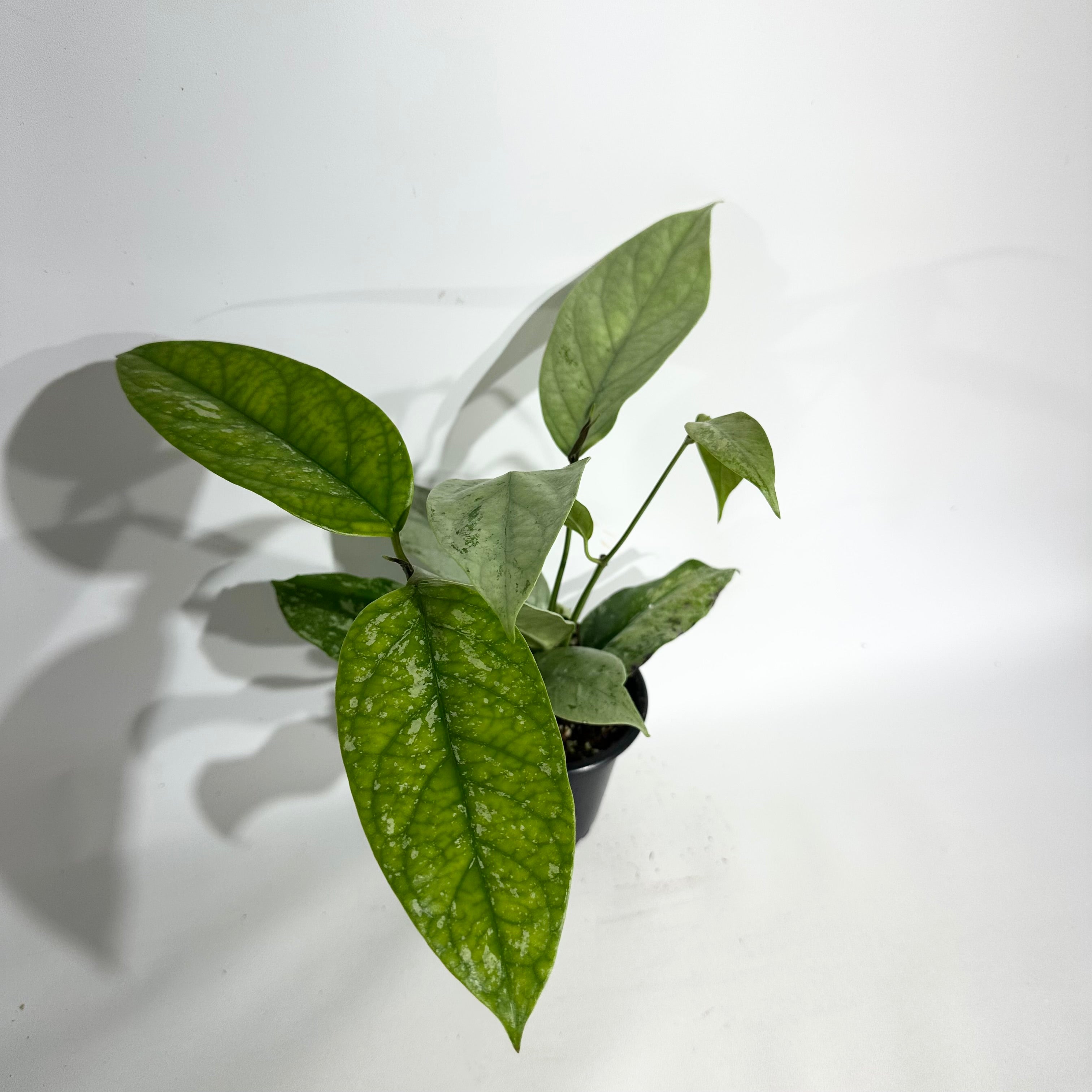 Z-5076 - Hoya coriacea (silver) – Steve's Leaves