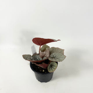 Begonia 'Rice Paper' [#1908]