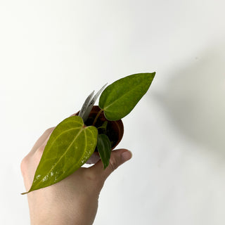 Anthurium 'Savannah' x 'Prince of Darkness' - Seedling [#1677]