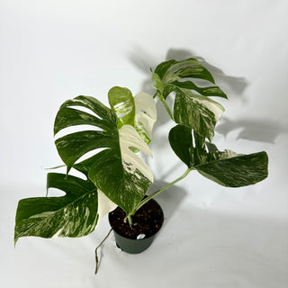 Z-4836 - Monstera deliciosa var. borsigiana albo-variegata