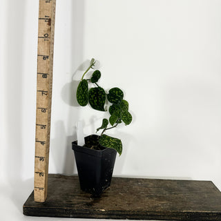 Z-4707 - Scindapsus pictus "Green Form" (Hassk)
