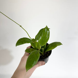 Hoya indaisarae