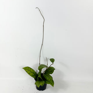 Hoya callistophylla 'Vena' [#2385]