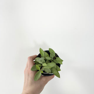 Hoya nummularioides (silver) [#1775]