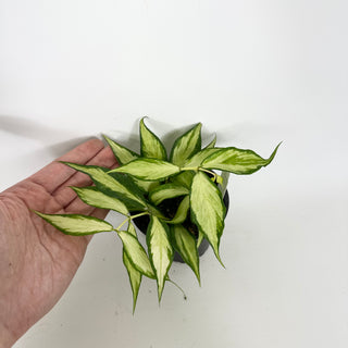 Hoya polyneura (inner variegated) [#2124]