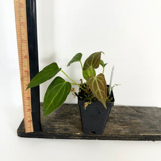 Anthurium 'Not The Mama' x Fairchild crystallinum [#2073]