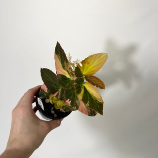 Begonia ‘Withlacoochee’ (Variegated) [#1700]