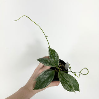 Hoya buotii (variegated) [#2301]