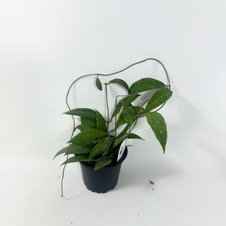 Hoya ruthiae [#1960]