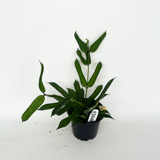 Hoya pandurata [#2040]