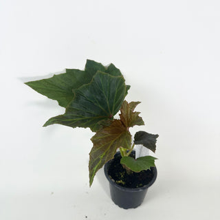 Begonia leathermaniae [#2125]
