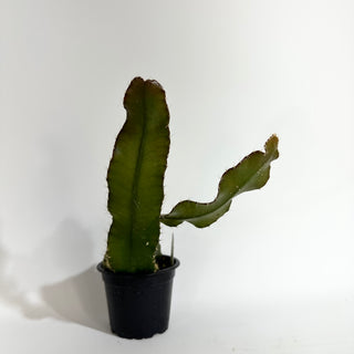 Strophocactus wittii