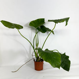 Z-4428 - Philodendron giganteum (Non-TC)