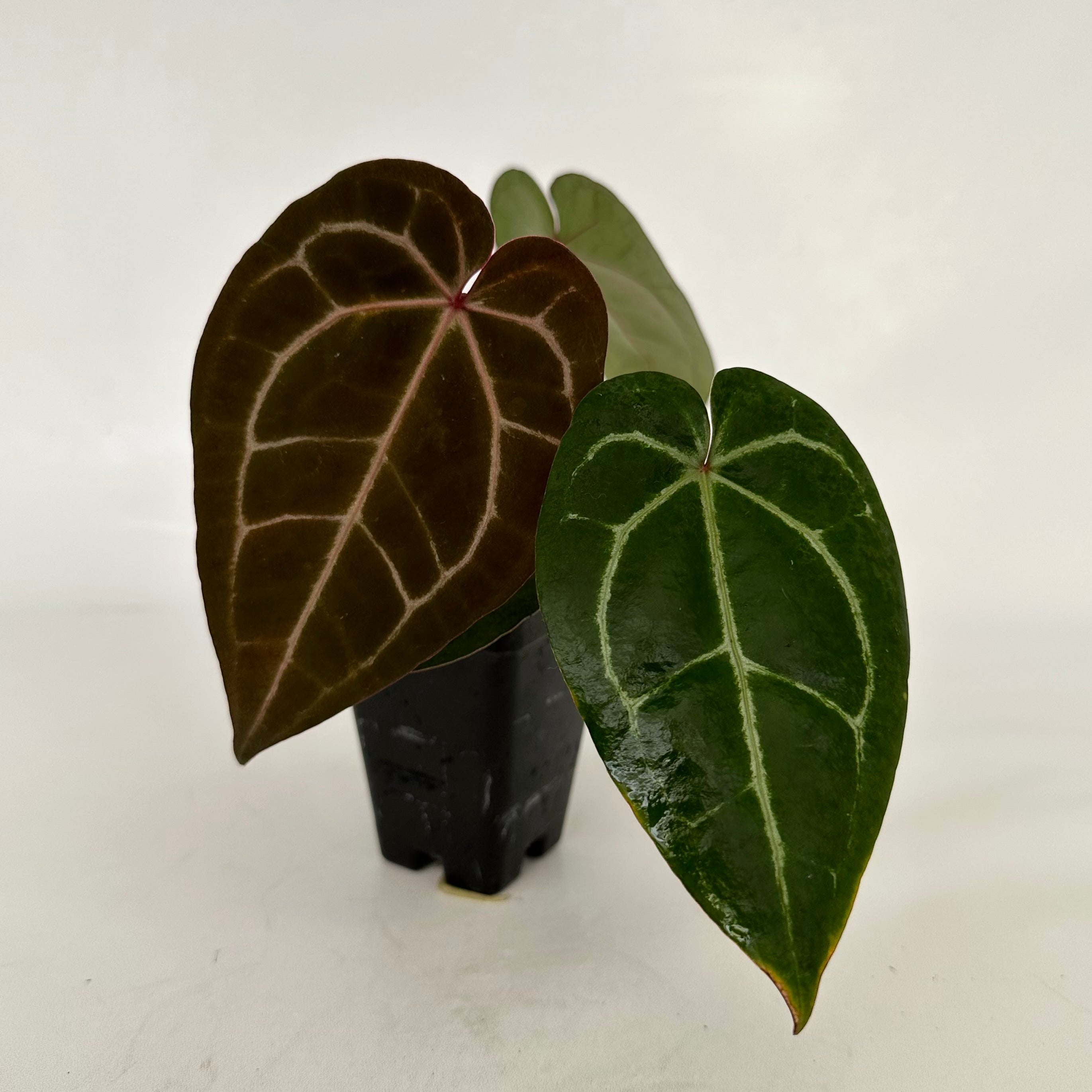 anthurium michelle x zara Anthurium 'Ace of Spades' x 'Zara'/'Michelle'
