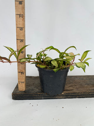 Z-4740 - Hoya lacunosa minara