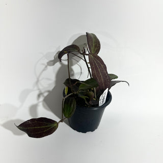 Hoya sp. "Red" [#2000]