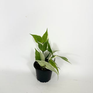 Hoya polyneura (outer variegated) [#2236]