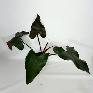 Philodendron 'Dark Lord' (Non-TC) [#1157]