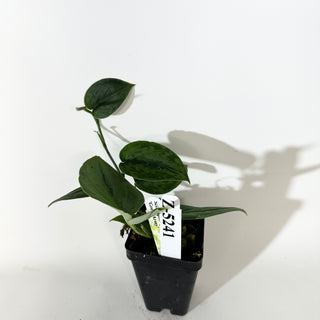 Z-5241 - Scindapsus pictus 'Green Army'