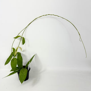 Hoya pimenteliana (outer variegated) [#2381]