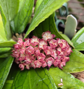 Hoya ranauensis