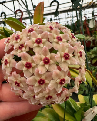 Hoya carnosa 'Silver Moon' (AH-074)