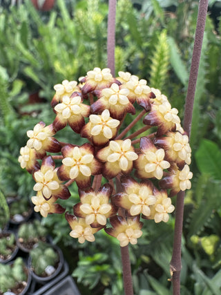 Hoya clemensiorum