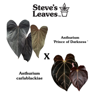Anthurium 'Prince of Darkness' x carlablackiae [#1988]