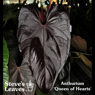 Anthurium 'Queen of Hearts' x 'Arnold Schwarzenegger' - Seedling [#1987]