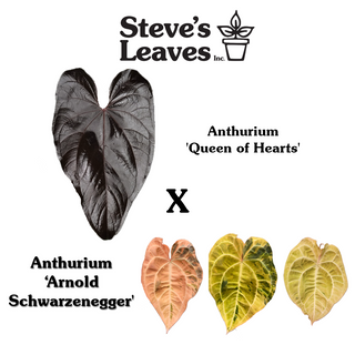 Anthurium 'Queen of Hearts' x 'Arnold Schwarzenegger' - Seedling [#1987]