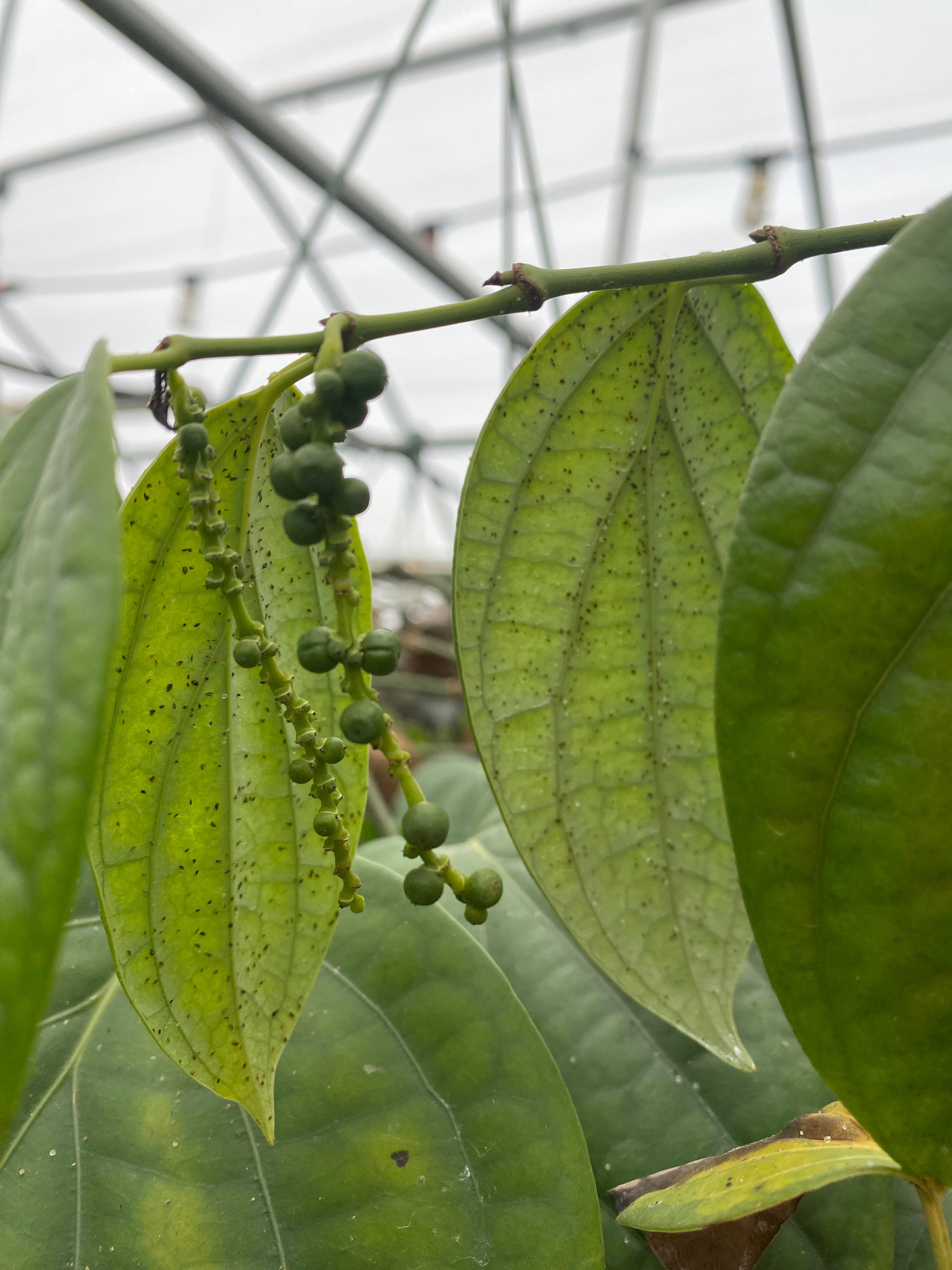 black pepper snake plant Piper nigrum (Black Pepper)