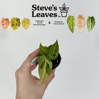 Anthurium 'Arnold Schwarzenegger' x 'Chuck Norris' - 2 Seedlings [#1445]