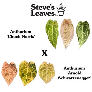 Anthurium 'Chuck Norris' x  'Arnold Schwarzenegger' - One Seed Per Pack