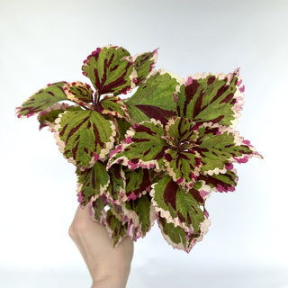 Z-2072 - Plectranthus hybrida (Coleus) 'Anna'