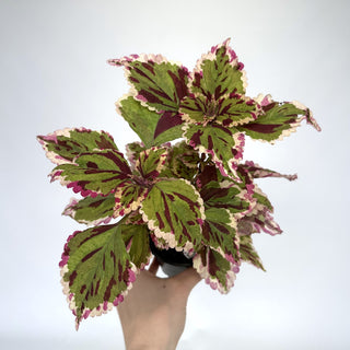 Z-2072 - Plectranthus hybrida (Coleus) 'Anna'