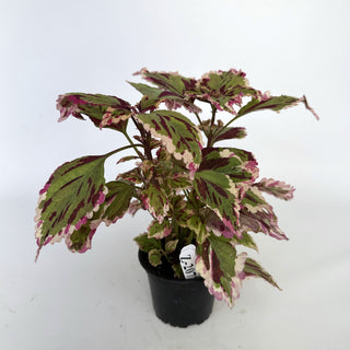 Z-2072 - Plectranthus hybrida (Coleus) 'Anna'