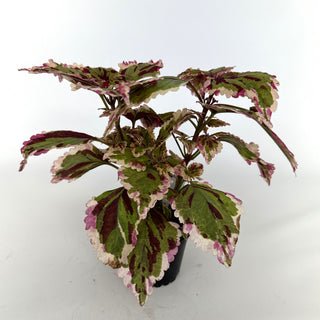 Z-2072 - Plectranthus hybrida (Coleus) 'Anna'