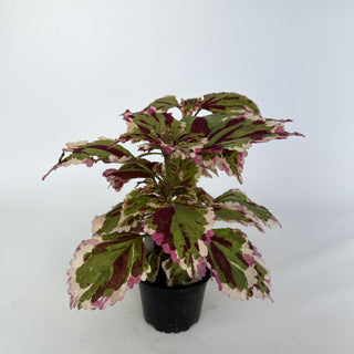 Z-2072 - Plectranthus hybrida (Coleus) 'Anna'