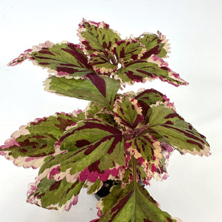 Z-2072 - Plectranthus hybrida (Coleus) 'Anna'