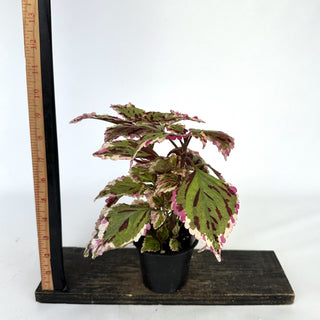 Z-2072 - Plectranthus hybrida (Coleus) 'Anna'