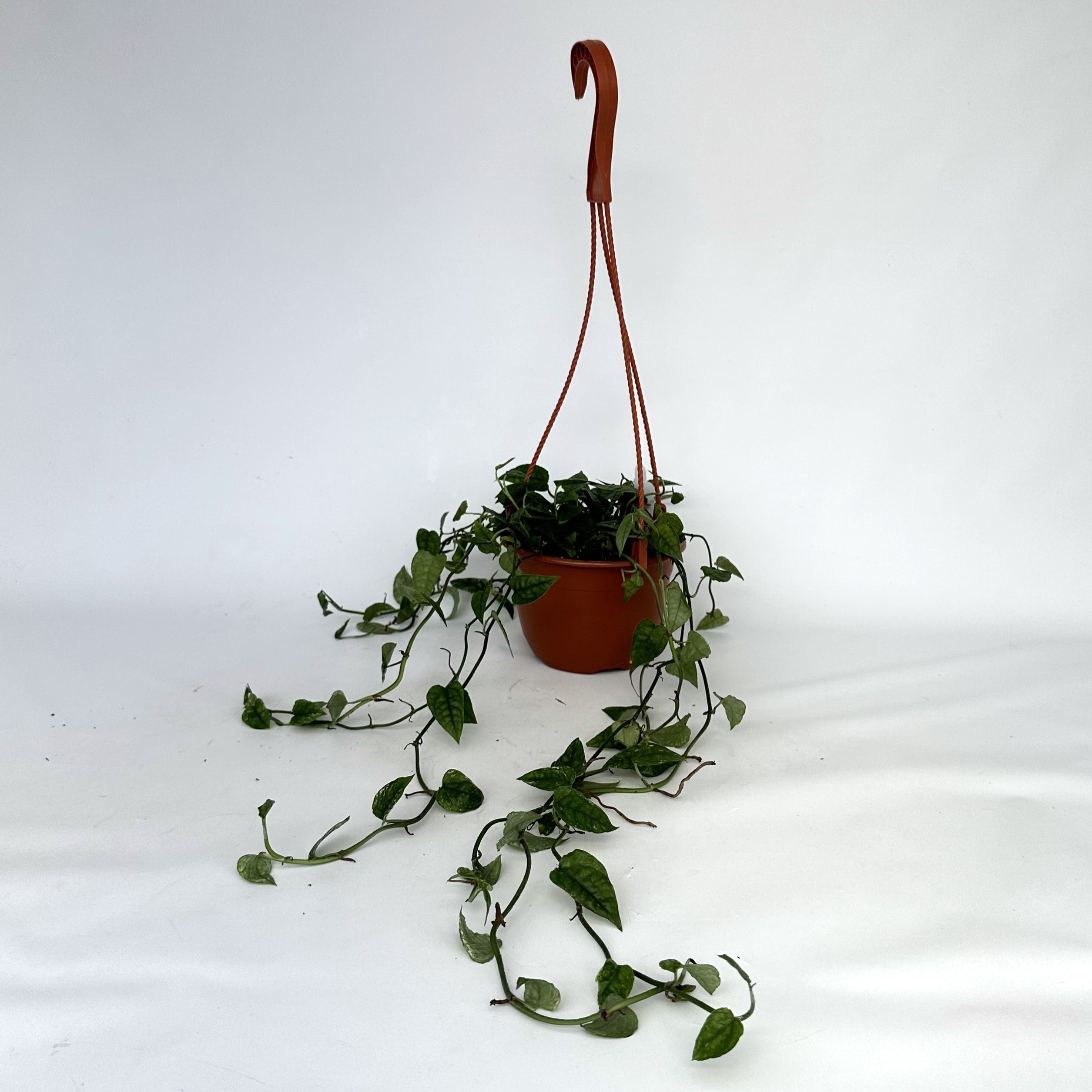 pothos white ghost Epipremnum pinnatum "White Ghost" (Variegated Cebu Blue - Winter Colors)
